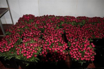 تازہ peonies کاٹنا