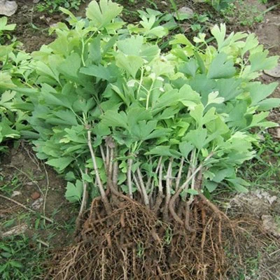 Ginkgo Seedlings