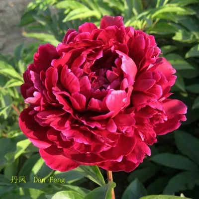 جڑی بوٹی پیونی کے بیج