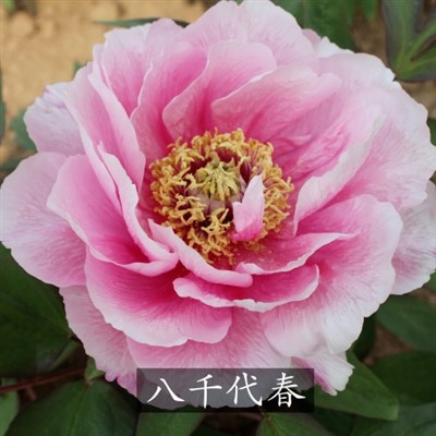 Yachiyo tsubaki peony